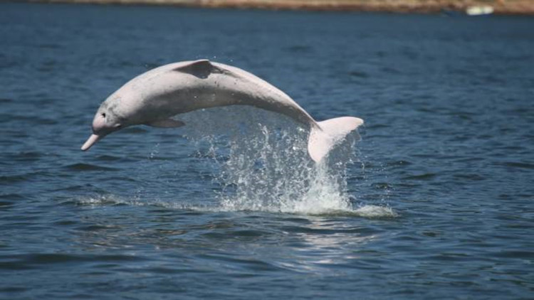 珠海擬立法確立中華白海豚為城市吉祥物