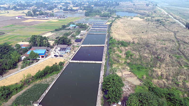 四川綿竹特色觀賞魚養殖 成為農戶增收致富新渠道