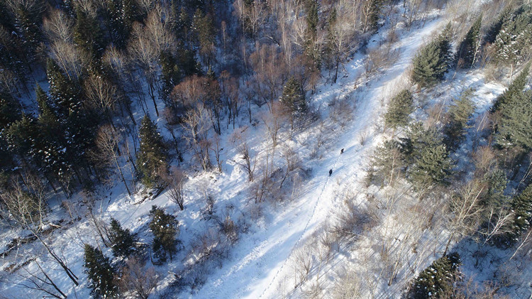 約70隻野生東北虎在東北虎豹國家公園「定居」