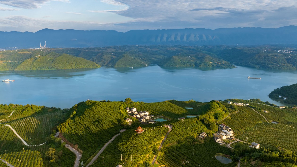 重慶忠縣：一顆柑橘興農富民振鄉村