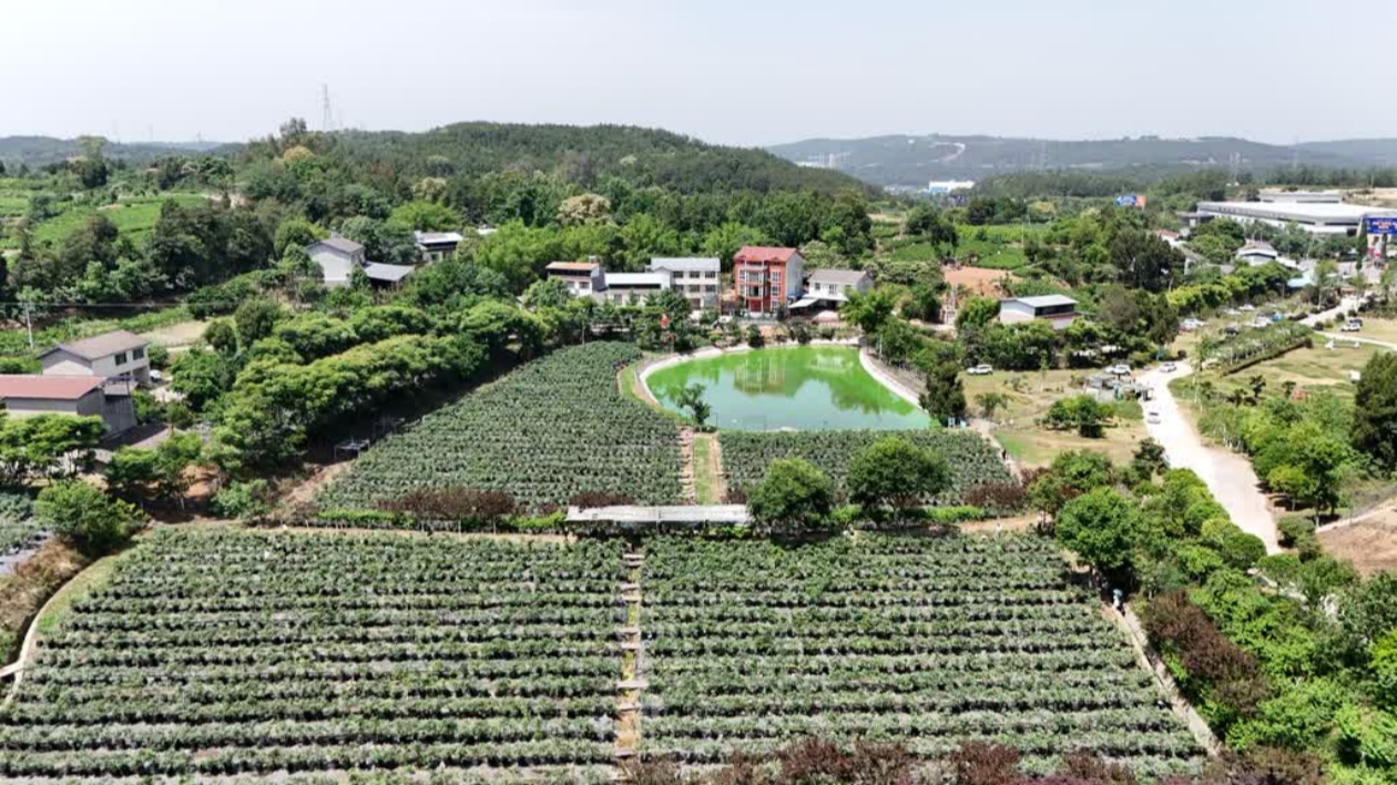 科技育種助力 四川「綿陽萵筍」國内用種50%以上