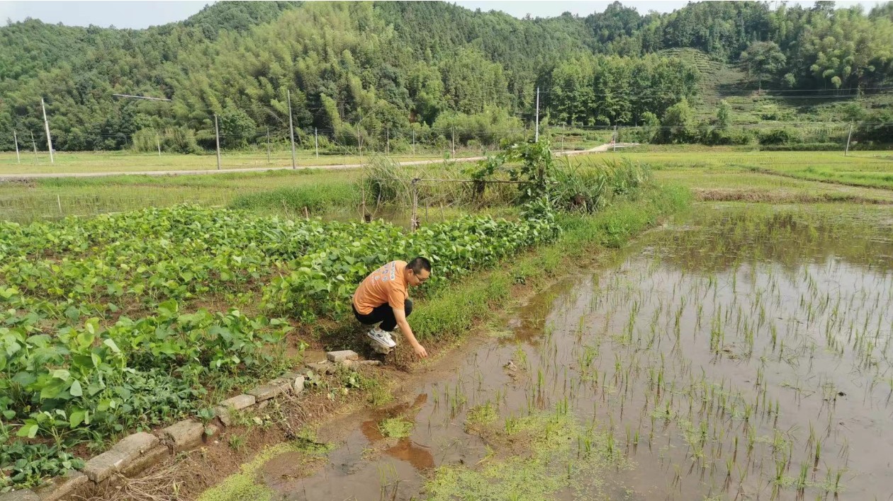 皖黟縣漁亭鎮：農技服務點亮振興之路