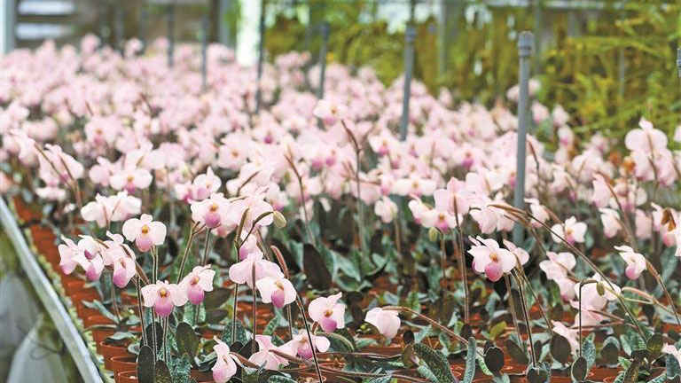 仙湖植物園將建全球熱帶亞熱帶植物資源遷地保護中心