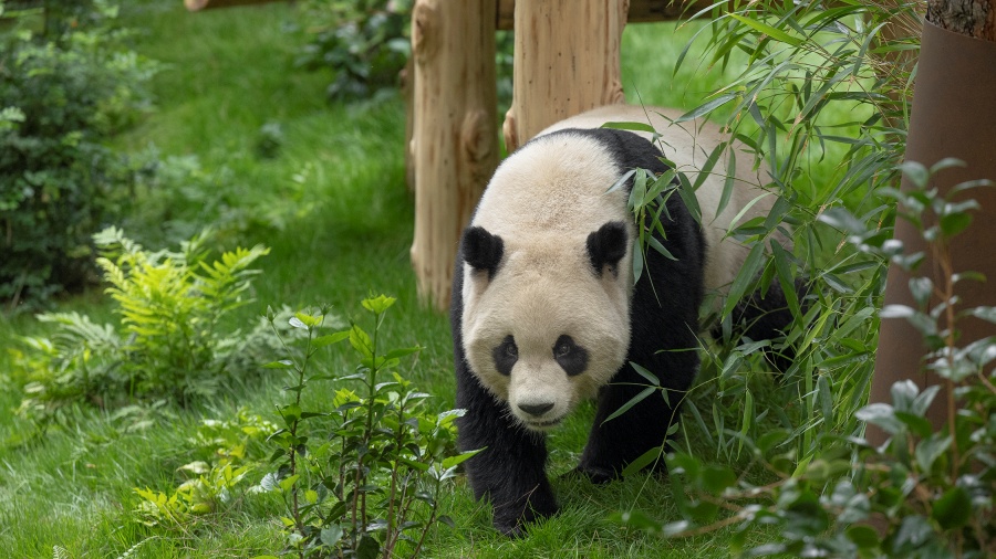 中國駐美大使謝鋒出席聖迭戈動物園大熊貓新館開館儀式