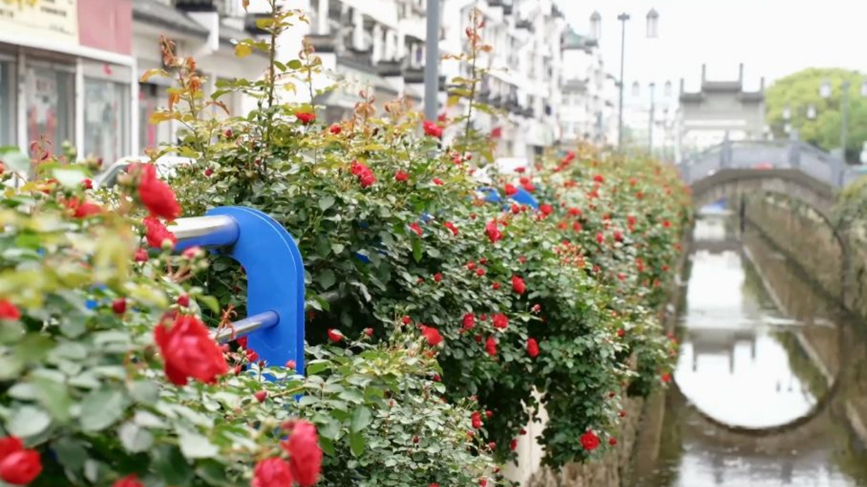 「花滿城」增色「徽客廳」 皖徽州區持續打造「全國最乾淨城市」