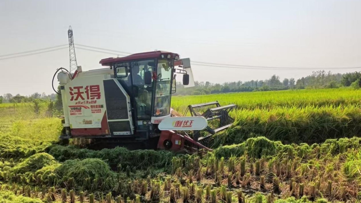 河南息縣：早稻迎豐收 顆粒保歸倉