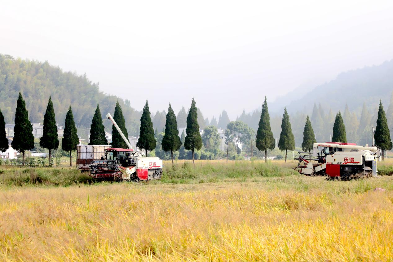 皖黃山區白果樹村：集體經濟「豐」景如畫