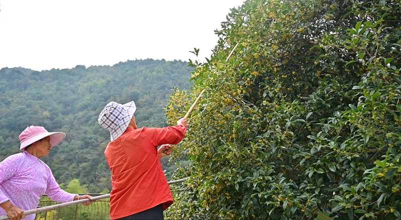 皖祁門：一盞桂花紅茶  飲出秋天味道