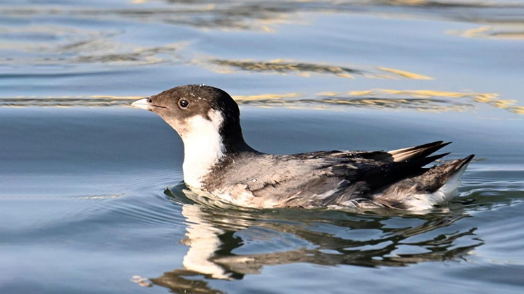 罕見鳥種扁嘴海雀現身深圳大鵬新區海域