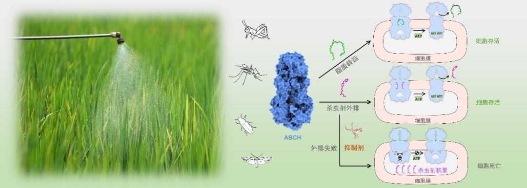 深圳大鵬科學家破解害蟲防禦和解毒機制 研究成果登上國際頂級期刊