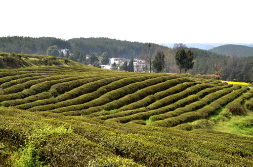 石阡县龙塘现代高效生态苔茶示范园区