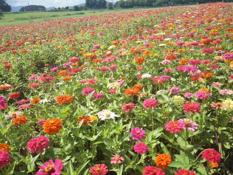 双节到桥头缤纷四季花海探花去