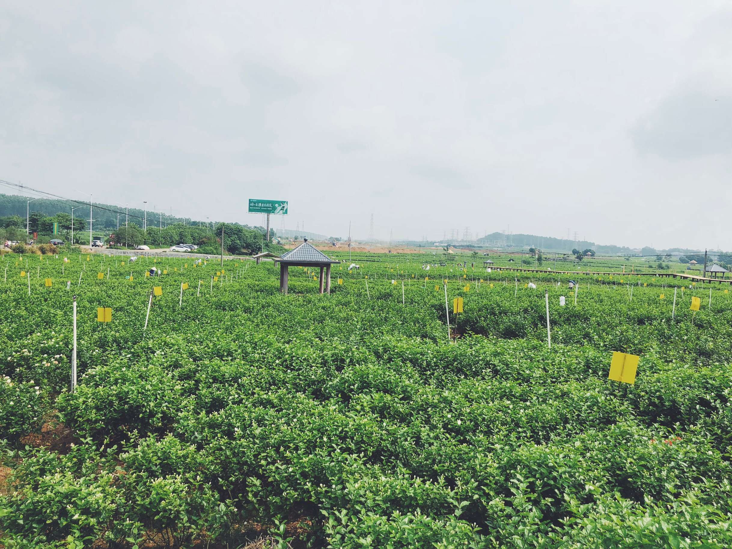 桂横县:茉莉花产业升级拓国际市场